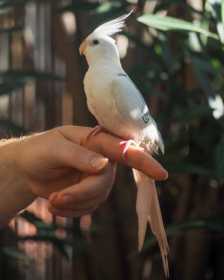 Lost Cockatiel