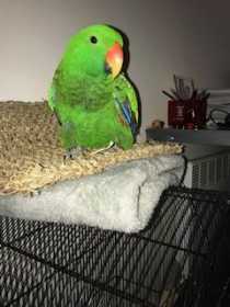 Lost Eclectus