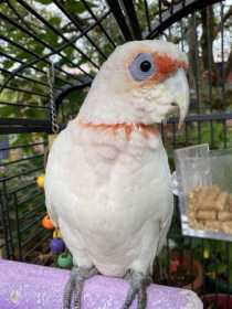 Lost Corella Cockatoo