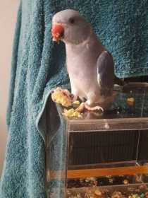 Lost Indian Ringneck Parakeet