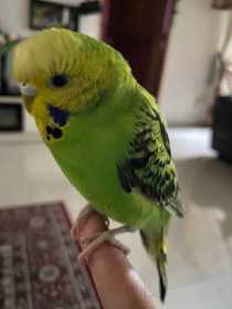 Lost Budgerigar