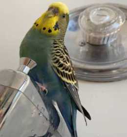 Lost Parakeet