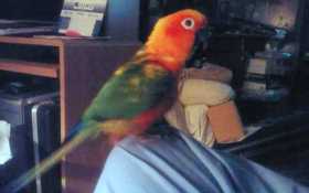 Lost Conure