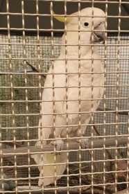Lost Cockatoo