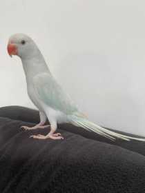 Lost Indian Ringneck Parakeet