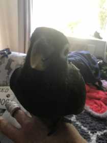 Lost Pionus