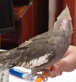 Lost Cockatiel