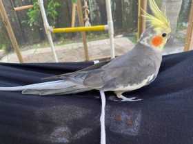 Lost Cockatiel