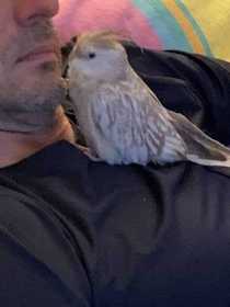 Lost Cockatiel