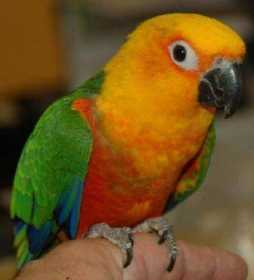 Lost Conure