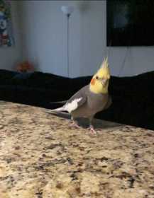 Lost Cockatiel