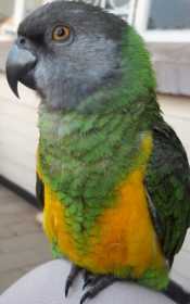 Lost Senegal