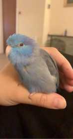 Lost Parrotlet