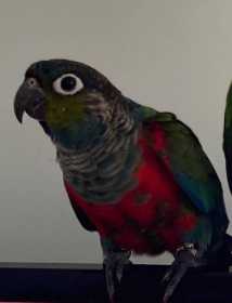 Lost Conure