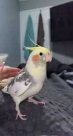 Lost Cockatiel