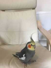 Lost Cockatiel