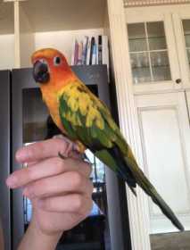 Lost Conure