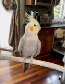 Lost Cockatiel