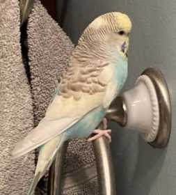 Lost Budgerigar