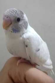 Lost Budgerigar