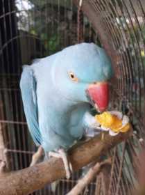 Lost Indian Ringneck Parakeet