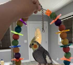 Lost Cockatiel