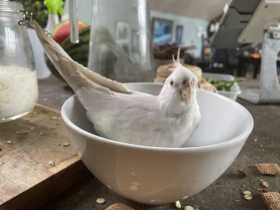 Lost Cockatiel