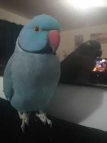 Lost Indian Ringneck Parakeet