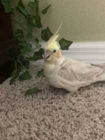 Lost Cockatiel