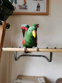 Lost Eclectus