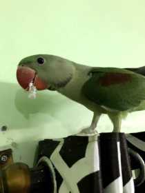 Lost Alexandrine