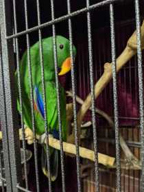 Lost Eclectus