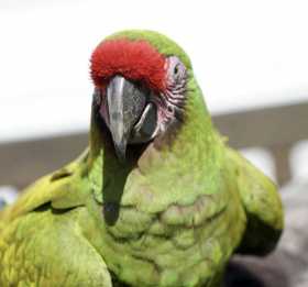 Lost Macaw