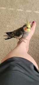 Lost Cockatiel