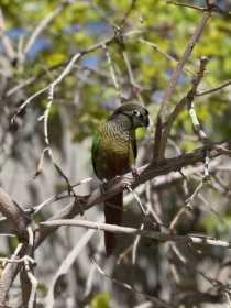 Lost Conure