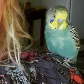 Lost Budgerigar