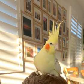 Lost Cockatiel