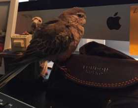 Lost Bourke's Parakeet