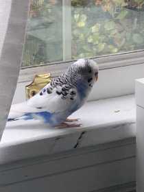 Lost Budgerigar