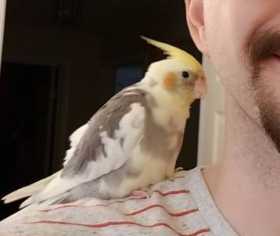 Lost Cockatiel