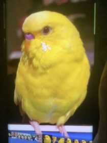 Lost Budgerigar