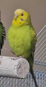 Lost Budgerigar