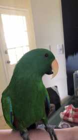 Lost Eclectus