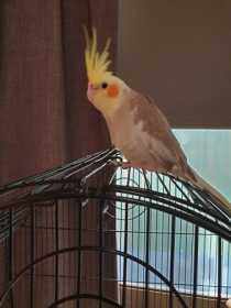 Lost Cockatiel