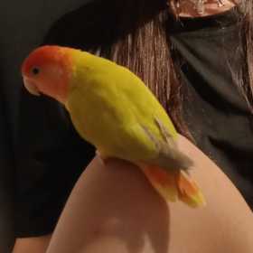 Lost Lovebird