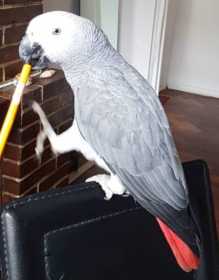 Lost African Grey