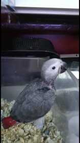 Lost African Grey