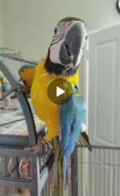 Lost Macaw