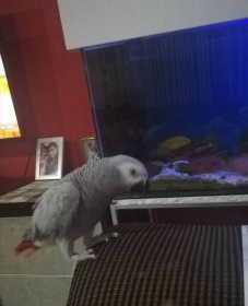 Lost African Grey