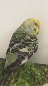 Lost Budgerigar